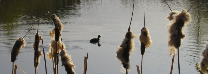 Ducks On North Pond